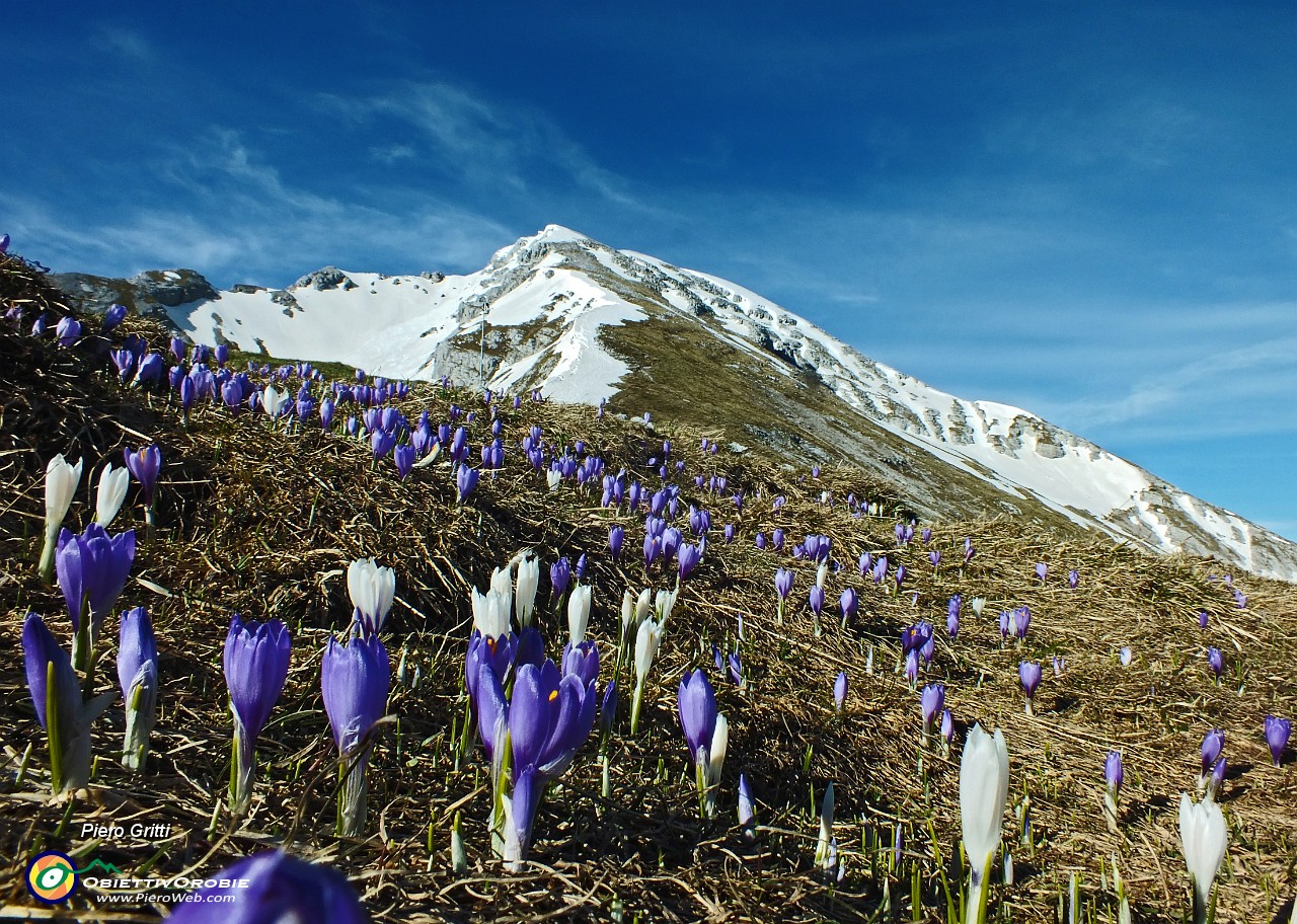 90 Festa di crocus primaverili in Arera .JPG